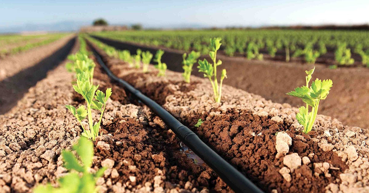 КАПКОВО НАПОЯВАНЕ